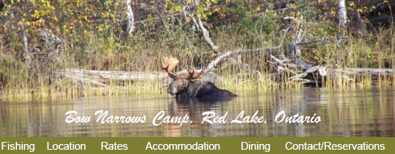 Red Lake Ontario Moose